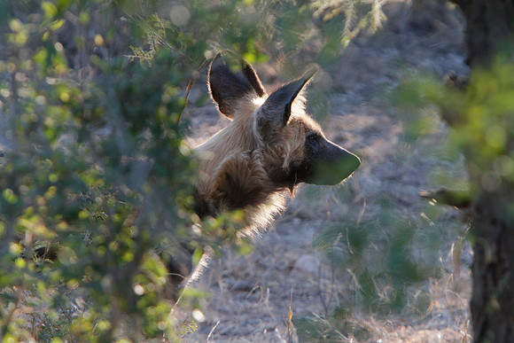 African Wild Dogs