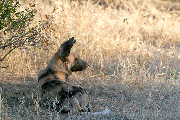 On Alert