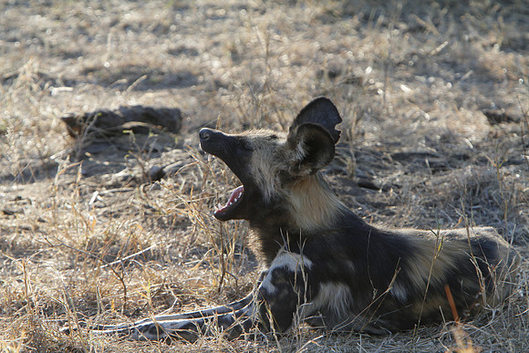 Big Yawn