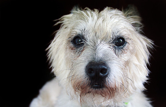 Scruffy