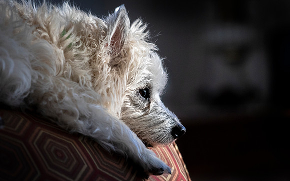 Scruffy