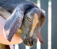 Therapy Goats! University of Florida College of VetMed